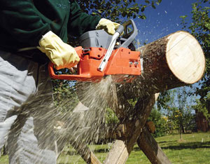 Sustainable Woodlot Management for Home Heating Image